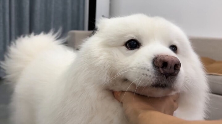 อย่างที่ทราบกันดีว่าหูเล็กๆ ของสุนัขนั้นควบคุมไม่ได้!
