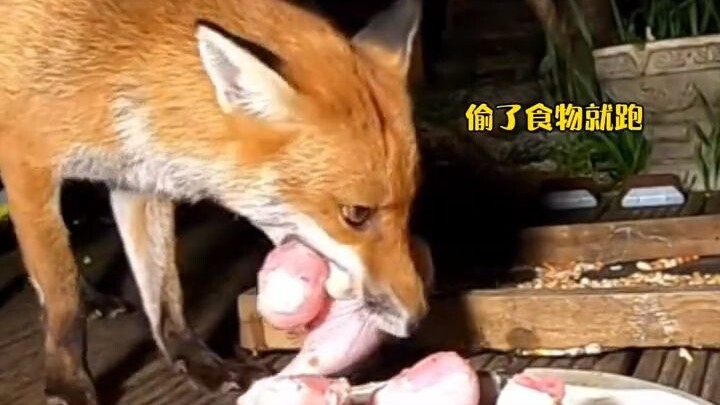Một con cáo cái lẻn vào khuôn viên trộm thức ăn; lần nào nó cũng không ăn mà tha đi, để rồi cuối cùn
