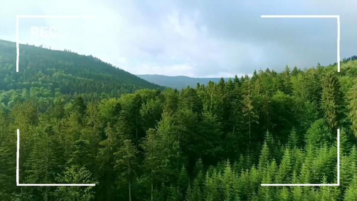 Allah is the best creator| Nature is beautiful| nature Love| Birds documentary| Bird 🕊️ lover|