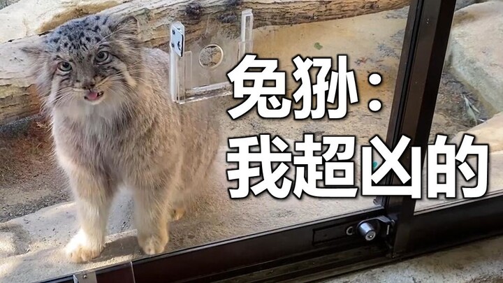 What Turns This Fierce Pallas’s Cat Into a Sweet Little Kitten in an Instant? [Nasu Animal Kingdom]