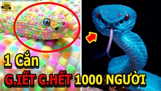 🔴Một Cắn Giết Chết 1000 Người Và Những Loài Rắn Kì Lạ Và Nguy Hiểm Nhất Hành Tinh