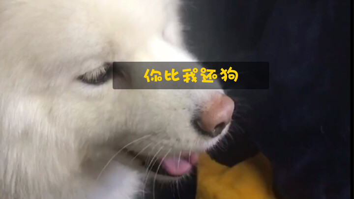 Samoyed: Hôm nay được mở mang rồi, cậu còn “cún” hơn cả tớ nữa!