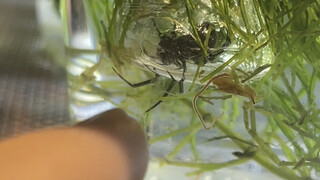 نعم، قمت بتكاثر نوع صيني نادر.