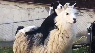 ตลก|รางวัลความสับสนของมนุษย์