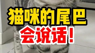 ذيل القطط يتحدث، تعلّم كيف تتجنب الضرب!