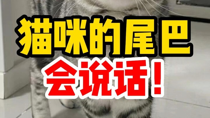 ذيل القطط يتحدث، تعلّم كيف تتجنب الضرب!