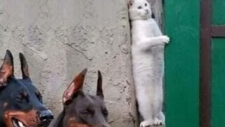 Confusing Actions of Cats