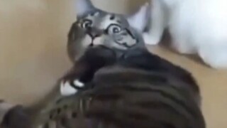 ⚡ هذا الكاتونج لديه شعور بالموسيقى الإلكترونية ~⚡