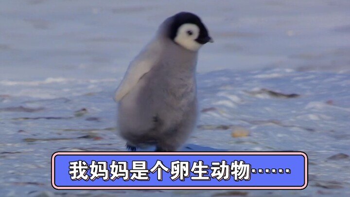 会哭的孩子也没奶吃