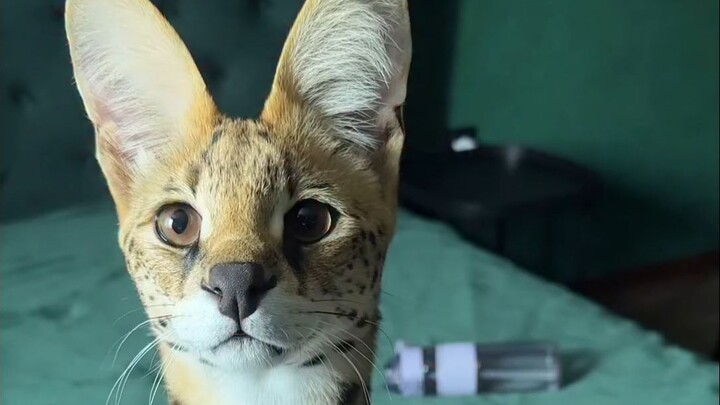 In case you haven’t heard the serval’s super cute call.