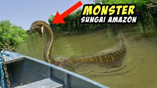 Inilah 7 Predator yang Hidup di Sungai Amazon! Amazon Rainforest