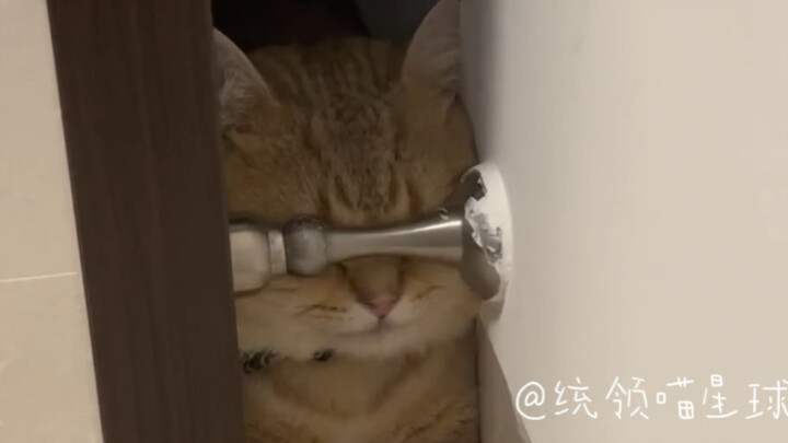 Cat: Stay out of little kitty’s business!