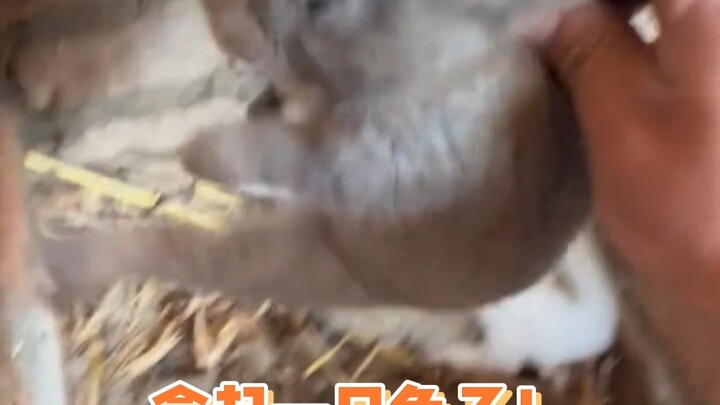 Kelinci: Tanah yang suram di pegunungan Ba dan perairan Chu, seorang pria tua menciumku