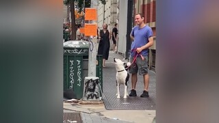 Còi gì đây 🤣dog cute haihuoc ThoiKhacKhoQuen