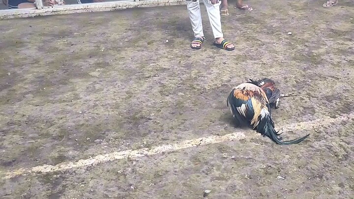 tatlo tari sa isang paa win🐓