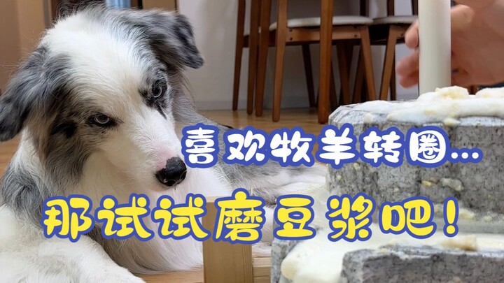 Since we know border collies love herding and circling, let’s try grinding soy milk!