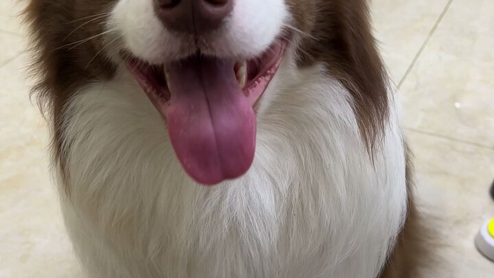 สุนัขพันธุ์เบลเยียมเมอร์ริโน: ถ้าอยากเรอ ก็ไปเรอข้างนอกนะ อย่ามาเรอในบ้านฉัน!