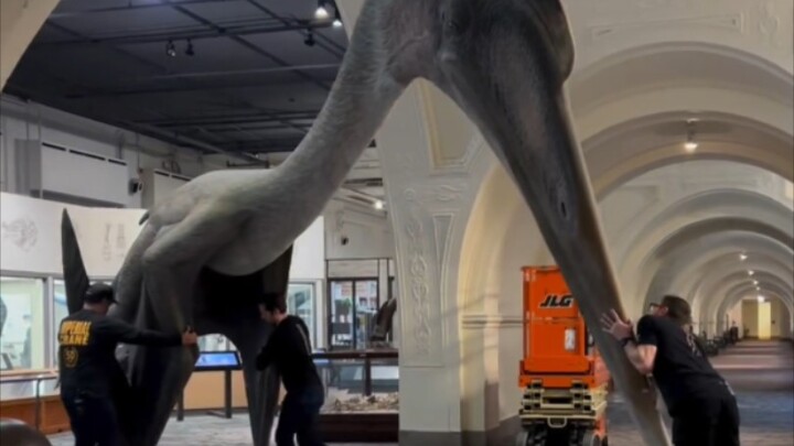 Mô hình khủng long bay Quetzalcoatlus được tái tạo tỷ lệ 1:1, rốt cuộc lớn đến đâu?