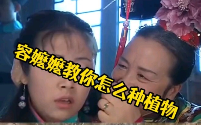 How do succulents obtain water in the wild?