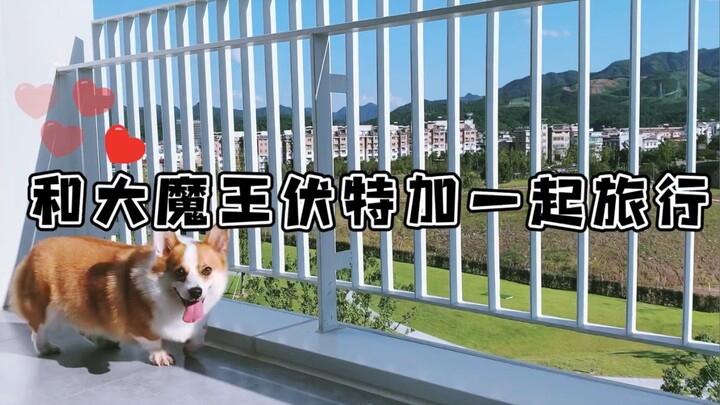 Jalan-jalan ke Danau Qian Dao bersama si Corgi, anjingnya begitu bahagia!