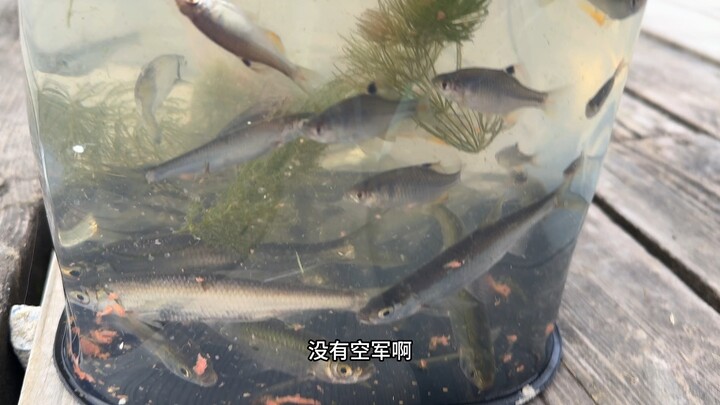 Mới một tiếng mà đã đầy tràn rồi, xô không đựng nổi nữa, phải lấy chậu ra hứng tiếp. Đây là cá trắng