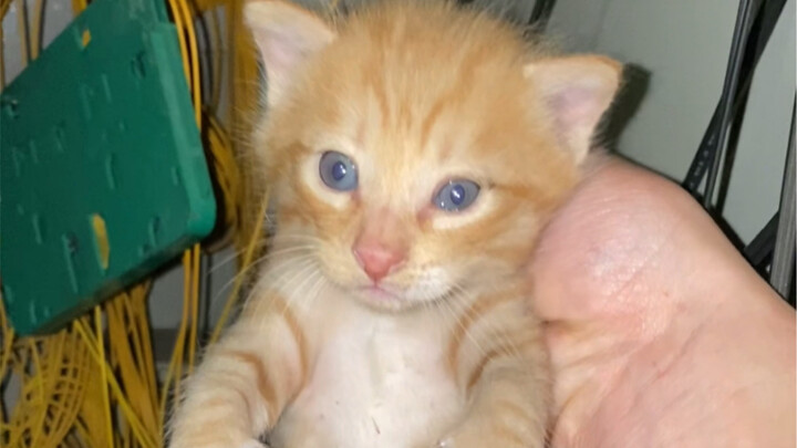 Lại có người đến nhận nuôi mèo con rồi! Lứa này còn quá nhỏ, phải giải quyết mẹ nó trước đã. Sau khi