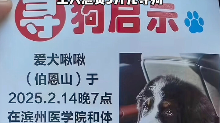 Ada anjing yang memang terlahir dengan nasib makmur: seekor anjing jalanan menemukan seorang tuan mu