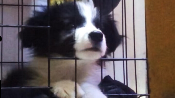 [Dogs] Cute Border Collie Begging Its Owner To Get Out From Cage
