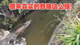 ที่แท้หมูป่าตัวจริงสามารถฝ่าภูเขาและข้ามน้ำได้ ไม่คิดเลยว่าจะแข็งแกร่งขนาดนี้!