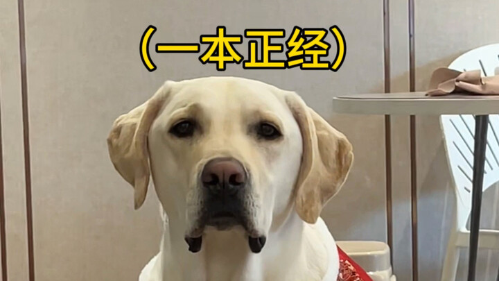 Menjelang Imlek, KangKang kasih kalian petasan nih—semoga tahun 2026 kalian semua tercapai segala ci