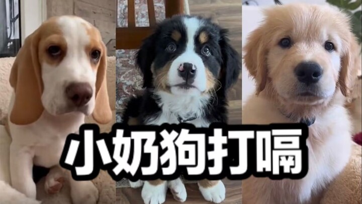 Dì ơi, Cẩu Bảo sao cứ nấc cụt hoài vậy ta~
