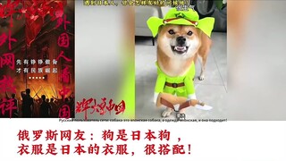 日本人怒了！柴犬“八嘎狗”火到海外，引发国外火爆评价：这狗太形象了！ #八嘎狗 #日本人 #外网评论 #上热门🔥 #狗