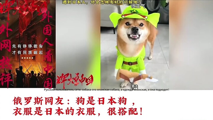 日本人怒了！柴犬“八嘎狗”火到海外，引发国外火爆评价：这狗太形象了！ #八嘎狗 #日本人 #外网评论 #上热门🔥 #狗