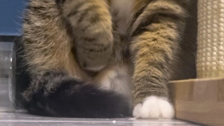 Make room for the tail with your feet, good feet