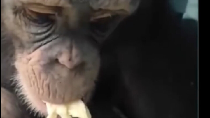 Chimpanzee eats durian: Its mouth is already covered in poop—unrecoverable!