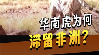 China once released five South China tigers in Africa. What is happening to them now?