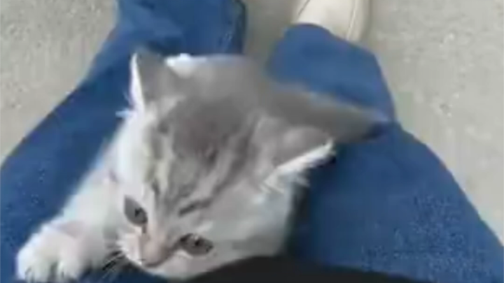 แมว: ทุกคน ฉันจับตั๋วอาหารได้แล้ว!