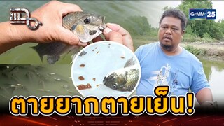 ตายยากตายเย็น! "ปลาหมอคางดำ" กำจัดเท่าไหร่ก็ไม่หมด | Highlight | แฉ 23 ก.ค. 67 | GMM25