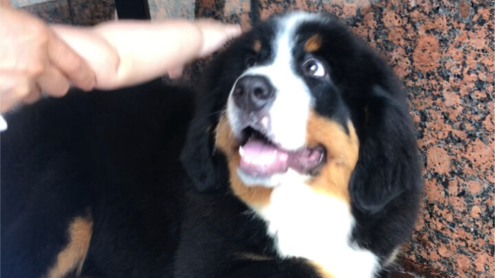 Xiao Bo: You've already touched me, so it's not too much for me to kiss you, right?