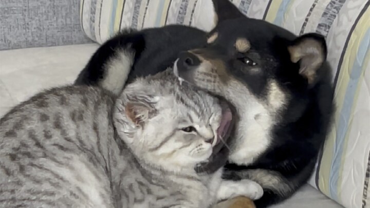 A dog’s happiness is just gnawing on a cat head hahaha