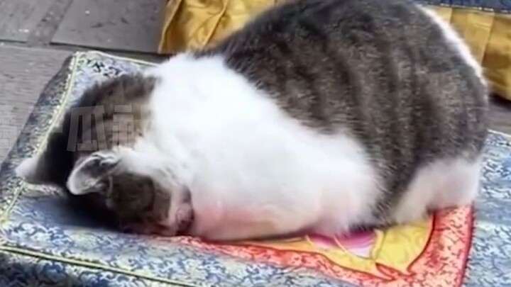 The little cat that fell asleep before the Bodhisattva at Wenshu Monastery—turns out there’s even th