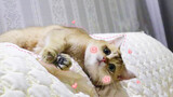 【Animal Circle】Cats welcome mom when she returns after 2 days.
