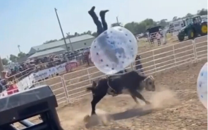 Trò chơi bóng đá với bò tót 🐂⚽️, trông có vẻ rất vui, lại không hề nguy hiểm.