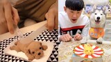 Dog Reaction to Dog Cake - Funny Dog Cake Reaction Compilation