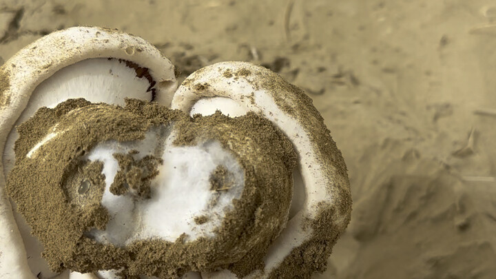 Nấm ngon Trung Quốc