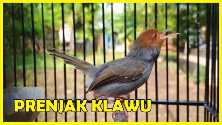 Kicau Mantap!... Prenjak Klawu Gacor Suasana Di Pasar Burung