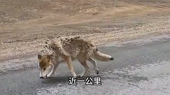 Thrilling outdoor adventure: A motorcycle traveler in Xinjiang is chased by a pack of wolves, filmin
