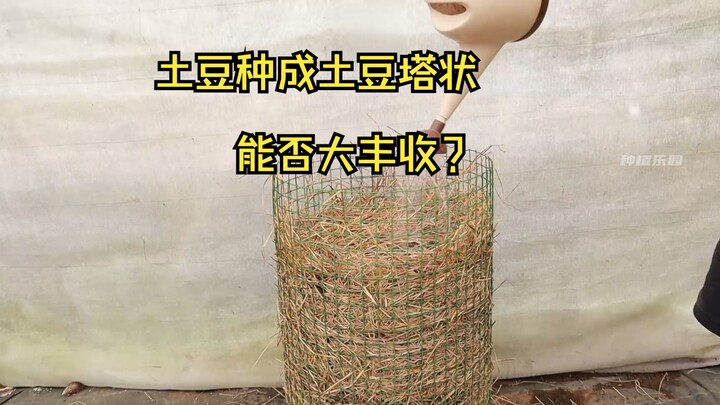 从没见过如此牛的种土豆方式，土豆种成圆柱形的塔里，能否实现大丰收。