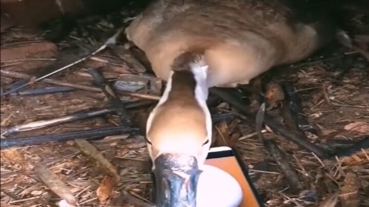 "ฟักไข่เป็ดไซเบอร์ เลี้ยงลูกไซเบอร์"