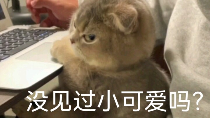 Kucing kecil! Kucing kecil! Kucing kecil yang sangat imut!!